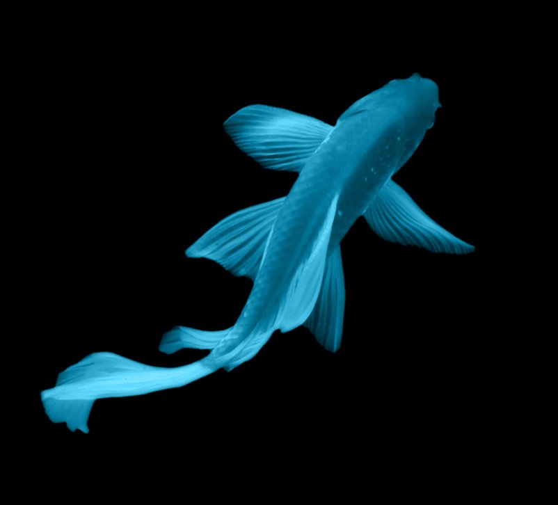 Blue Koi Koi Fish